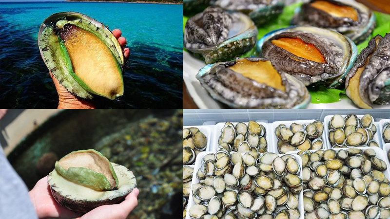 Bào ngư giá sỉ