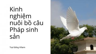 Kinh nghiệm nuôi bồ câu Pháp sinh sản lãi hàng tỷ mỗi năm