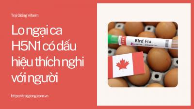 Lo ngại ca H5N1 có dấu hiệu thích nghi với người