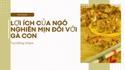 Lợi ích của ngô nghiền mịn đối với gà con