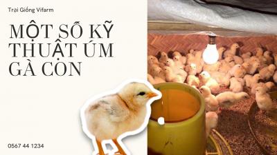 Một số kỹ thuật úm gà con