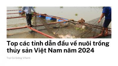 Top các tỉnh dẫn đầu về nuôi trồng thủy sản tại Việt Nam năm 2024 