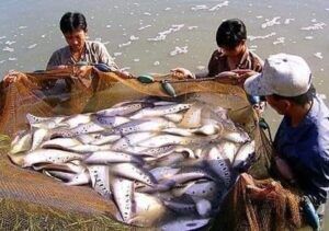 cá thác lác Việt Nam