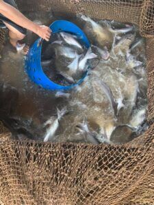 đặc điểm cá basa