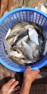"đặc