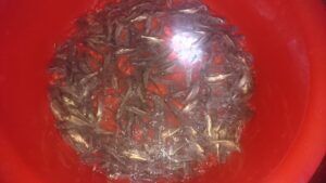 cá basa giống đạt chuẩn lồng 10 200 con 1 kí