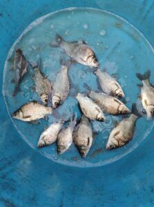 cá diếc giống giá tốt