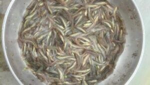 cá chạch sụn giá tốt