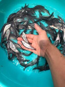 cá thác lác cườm đạt chuẩn
