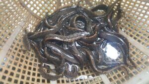 chọn cá chạch lấu giống đạt chuẩn